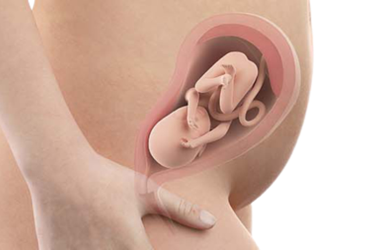 24 weeks pregnant