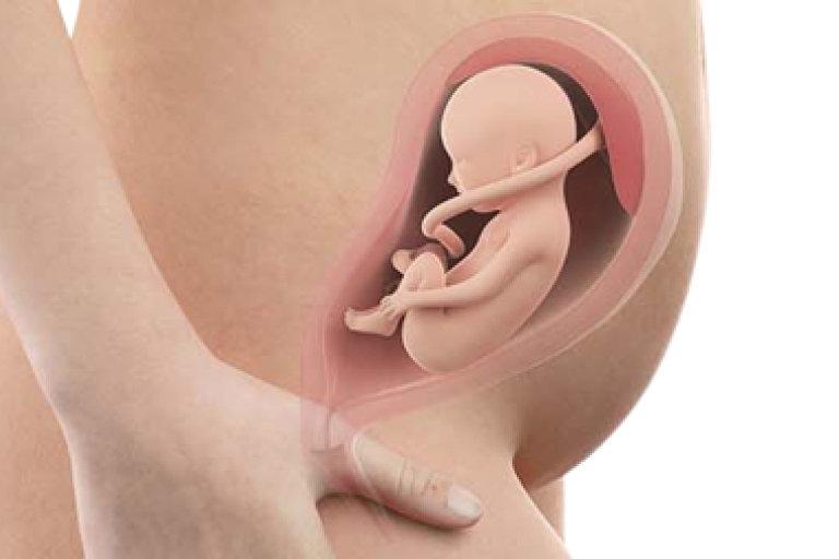 26 weeks pregnant